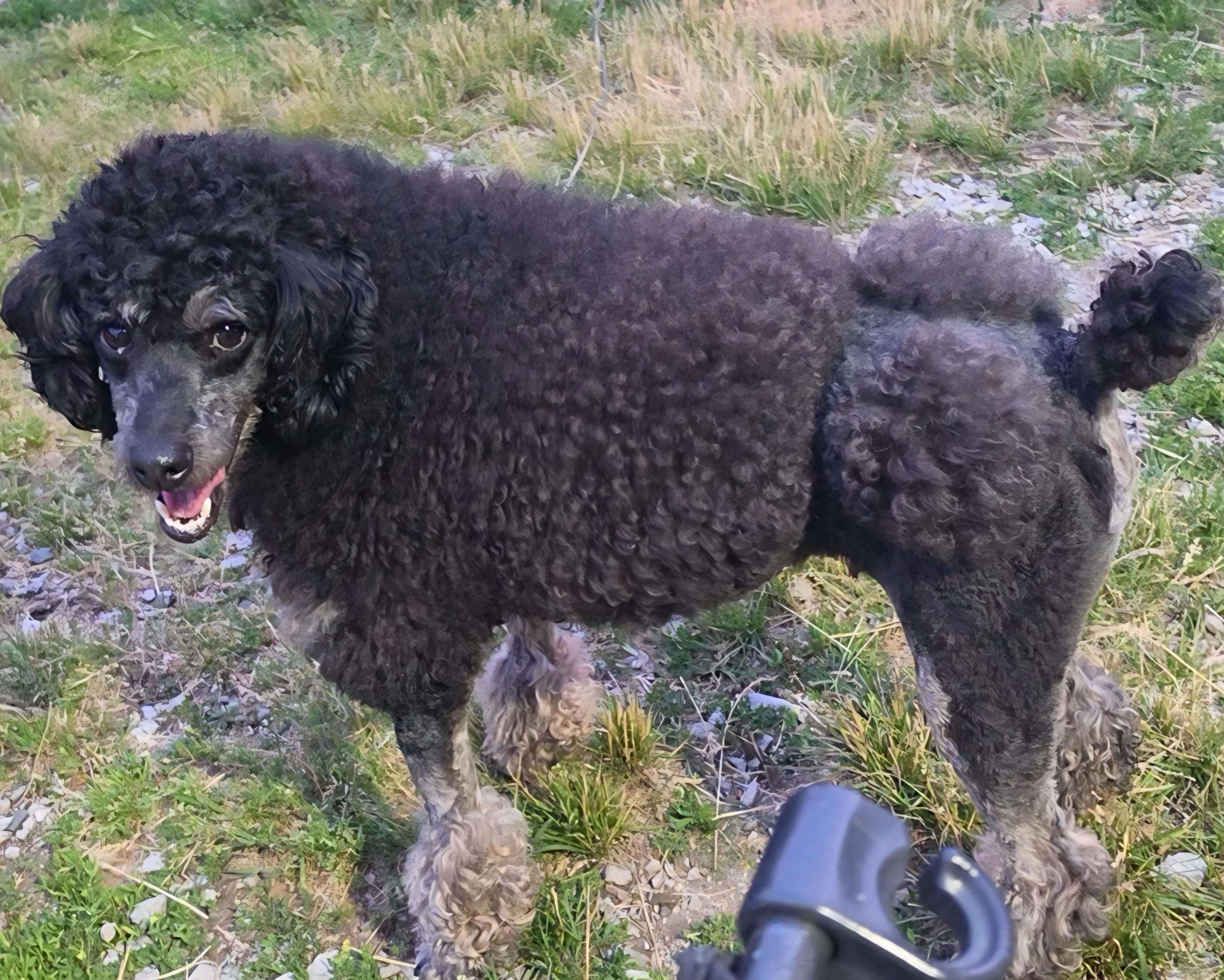 Enlarge Francesco, a ADOPTABLE Miniature Poodle in LaGrange, IN image 1/6
