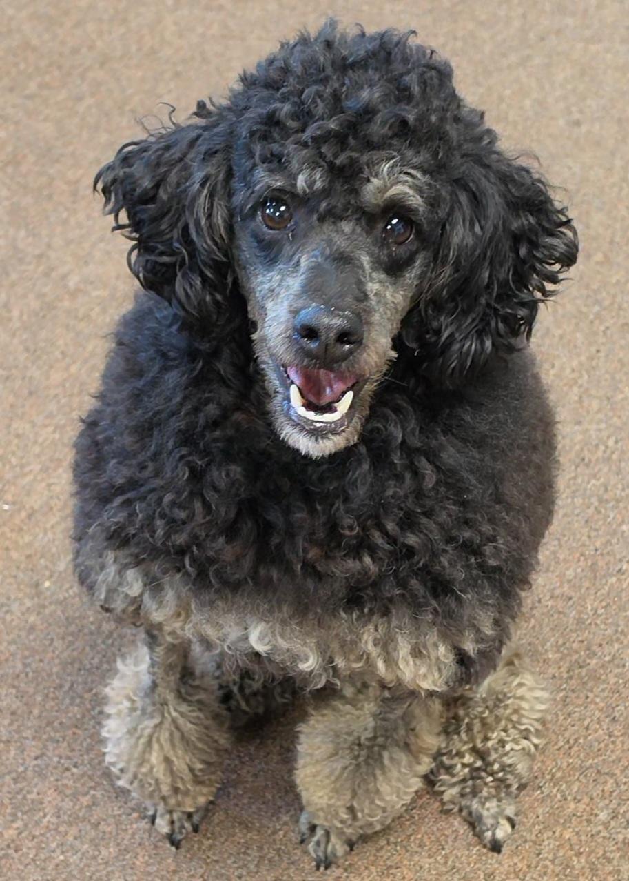 Enlarge Francesco, a ADOPTABLE Miniature Poodle in LaGrange, IN image 5/6