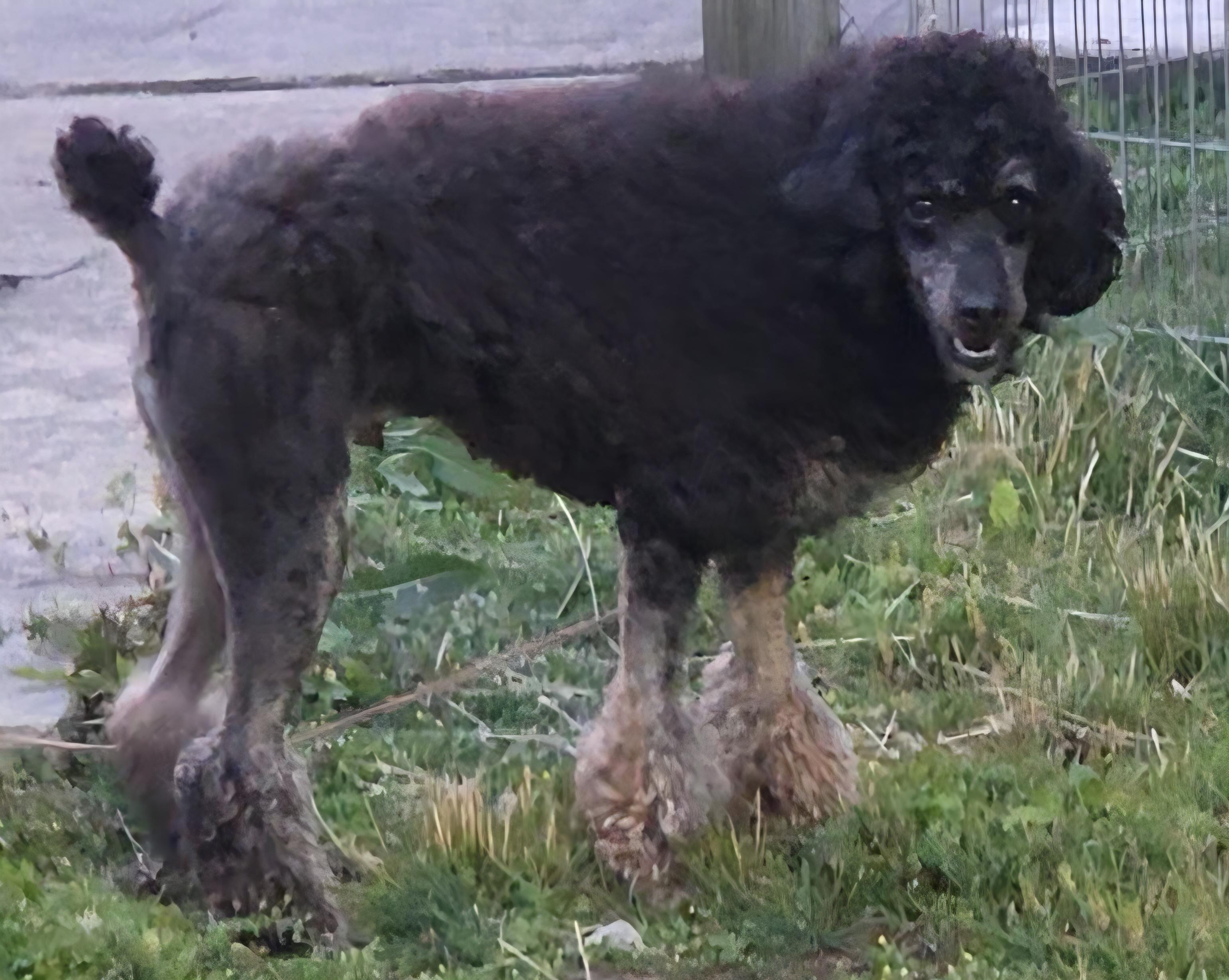 Enlarge Francesco, a ADOPTABLE Miniature Poodle in LaGrange, IN image 3/6