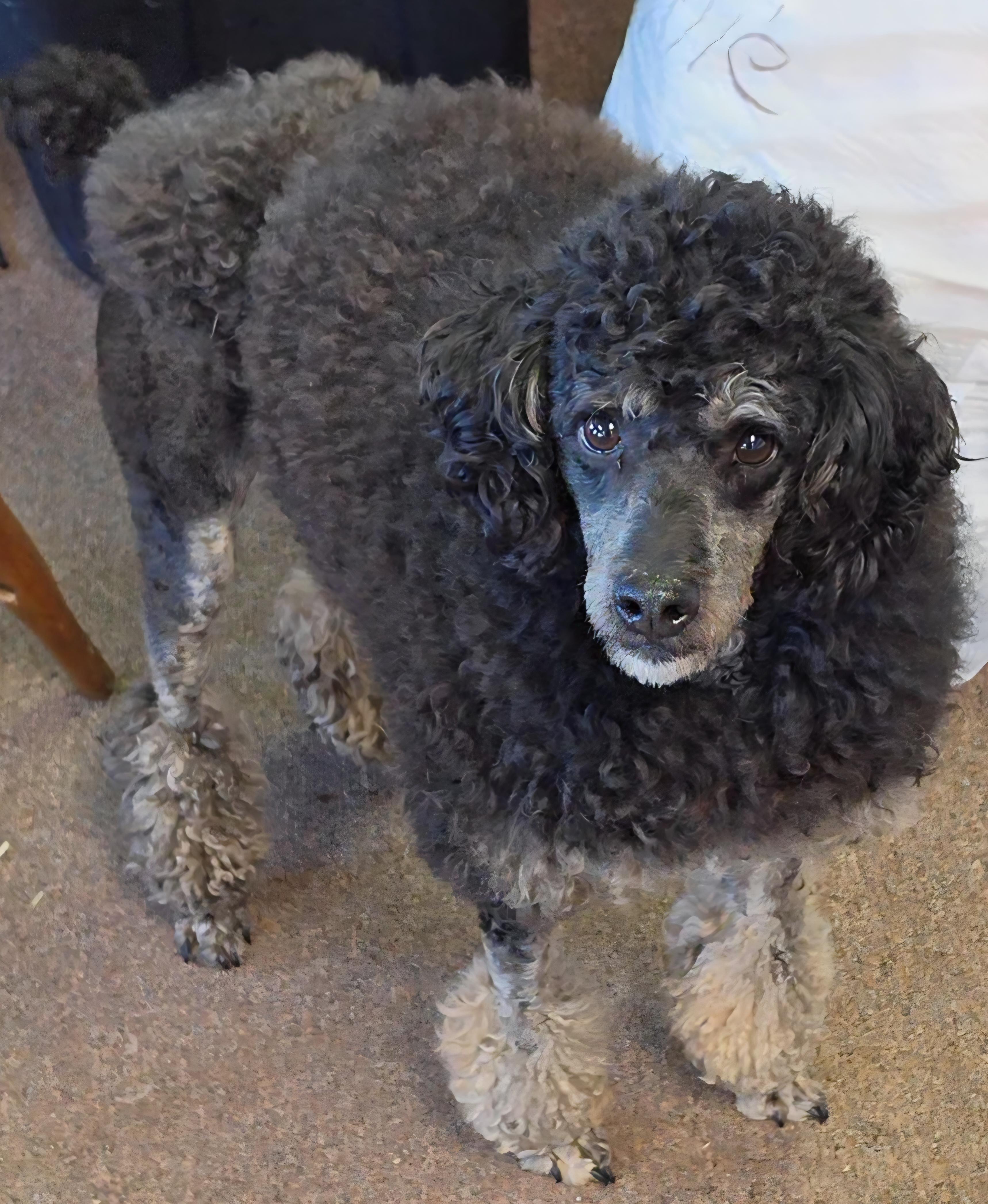 Enlarge Francesco, a ADOPTABLE Miniature Poodle in LaGrange, IN image 2/6