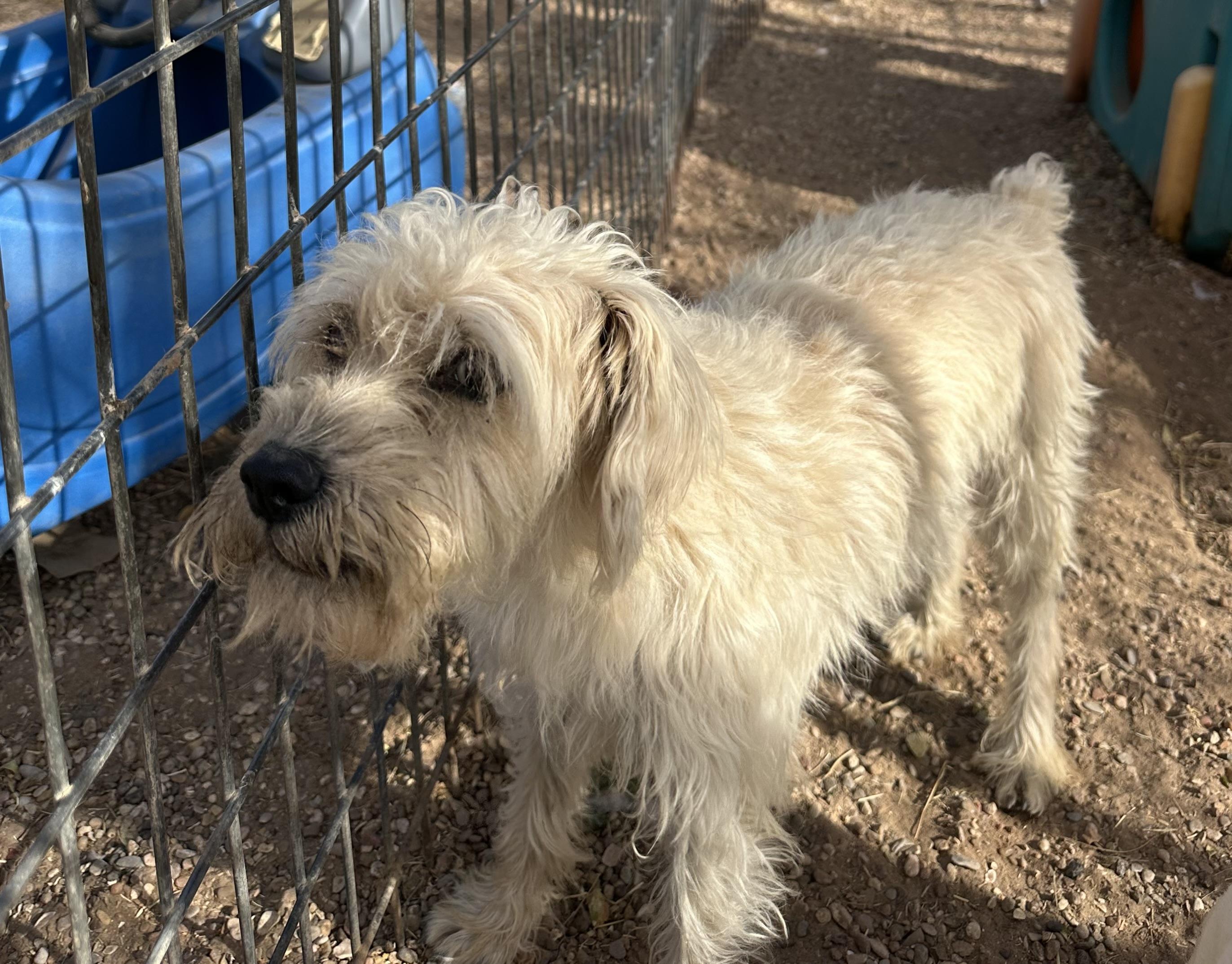 Enlarge Sparky, an adopted mixed breed in Lubbock, TX image 1/3