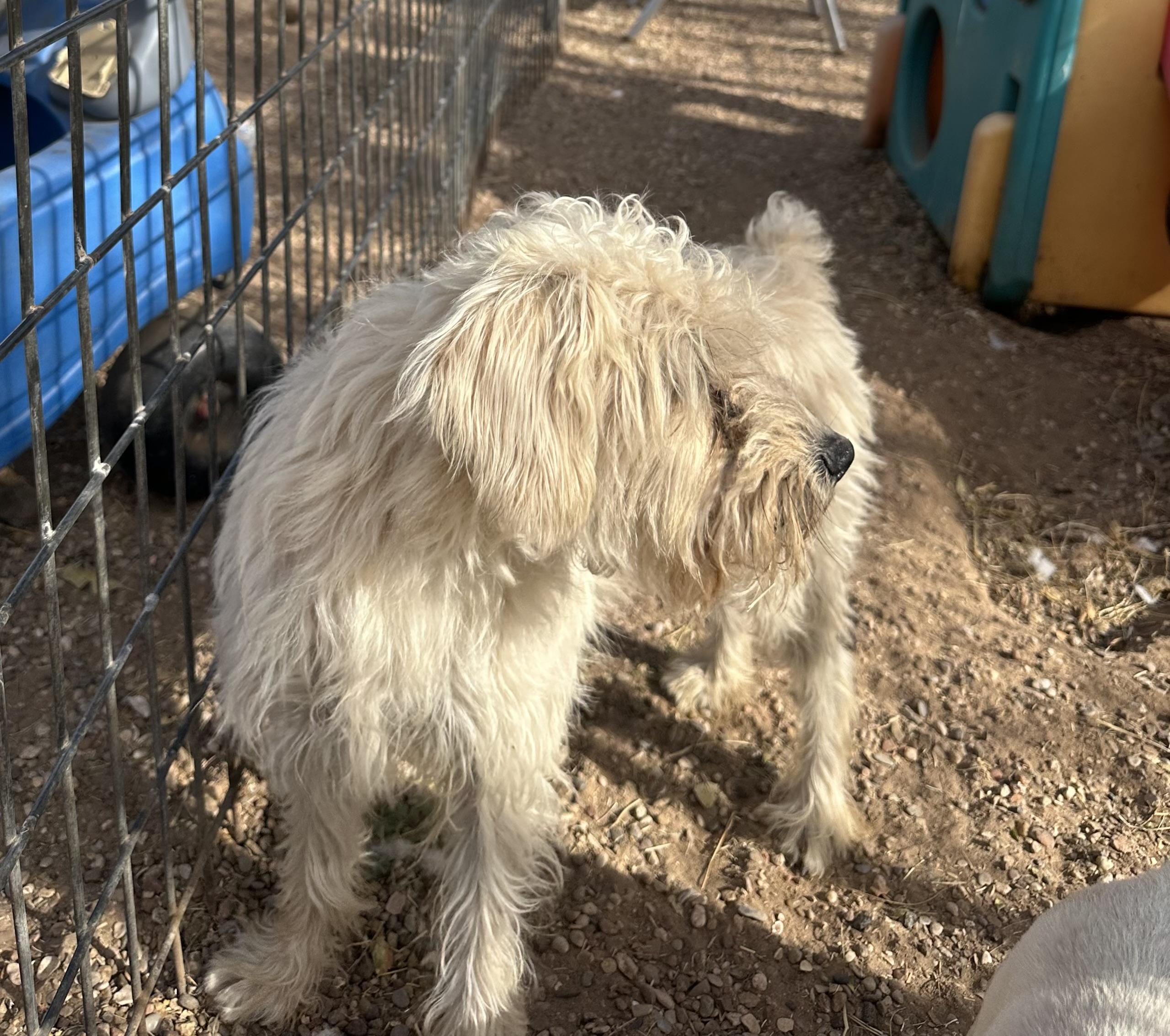 Enlarge Sparky, an adopted mixed breed in Lubbock, TX image 3/3
