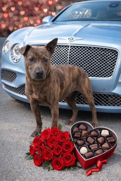 Bently, a Adoptable Mixed Breed in Reidsville, NC image 2/4