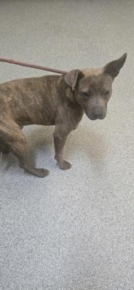 Bently, a Adoptable Mixed Breed in Reidsville, NC image 3/4