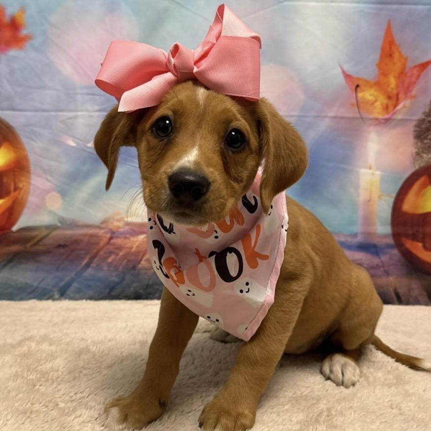 Enlarge Autumn, a Adoptable mixed breed in Columbia, MD image 1/1