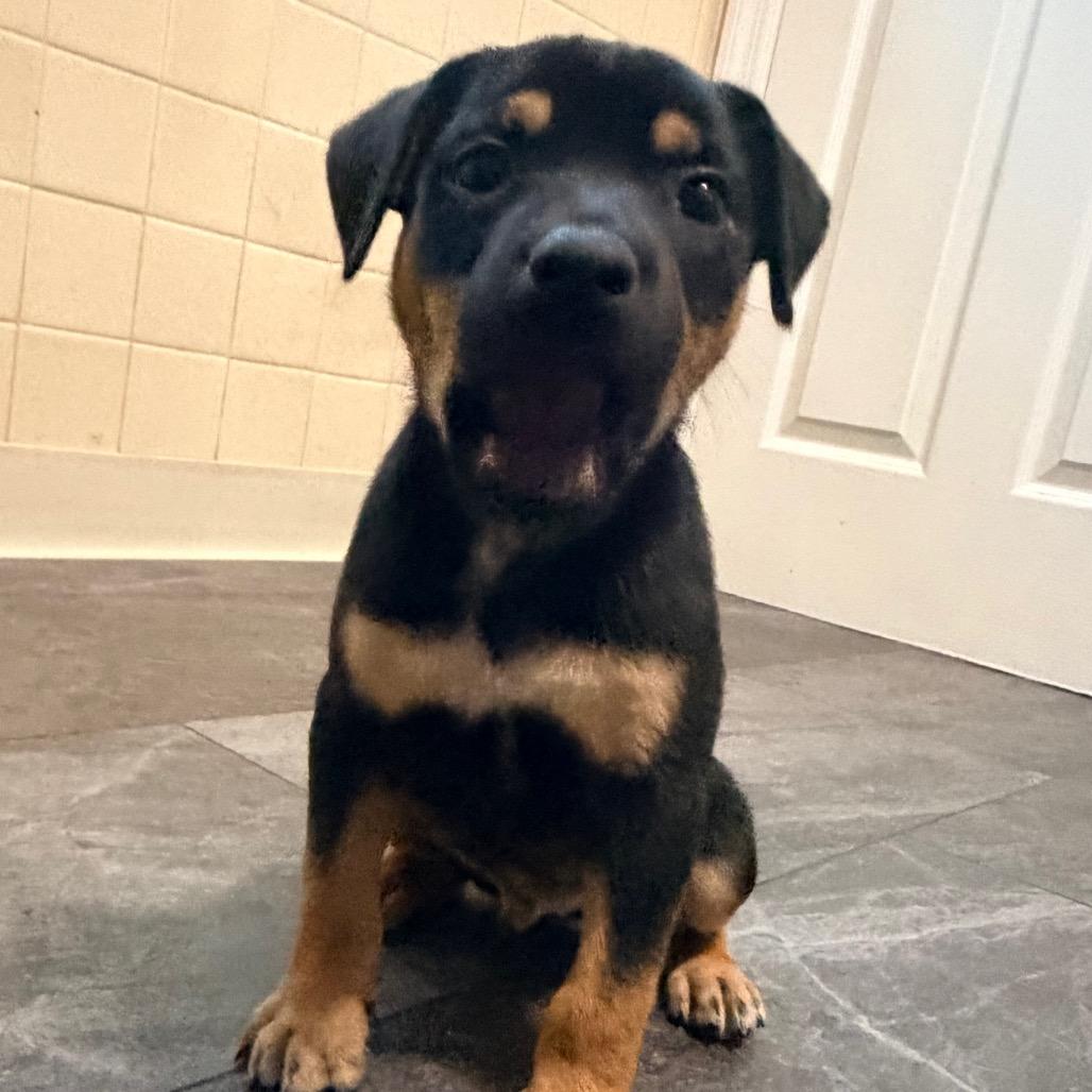 Enlarge Tipsy, a Adoptable mixed breed in St. Charles, MO image 1/3