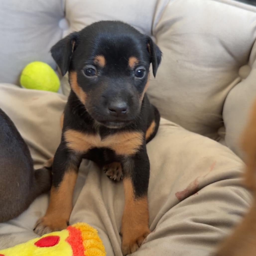 Enlarge Tipsy, a Adoptable mixed breed in St. Charles, MO image 2/3