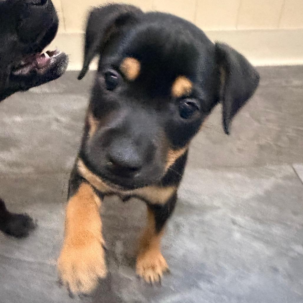 Enlarge Tipsy, a Adoptable mixed breed in St. Charles, MO image 3/3
