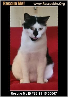 Cowboy, Adoptable, Adult Male Domestic Short Hair.