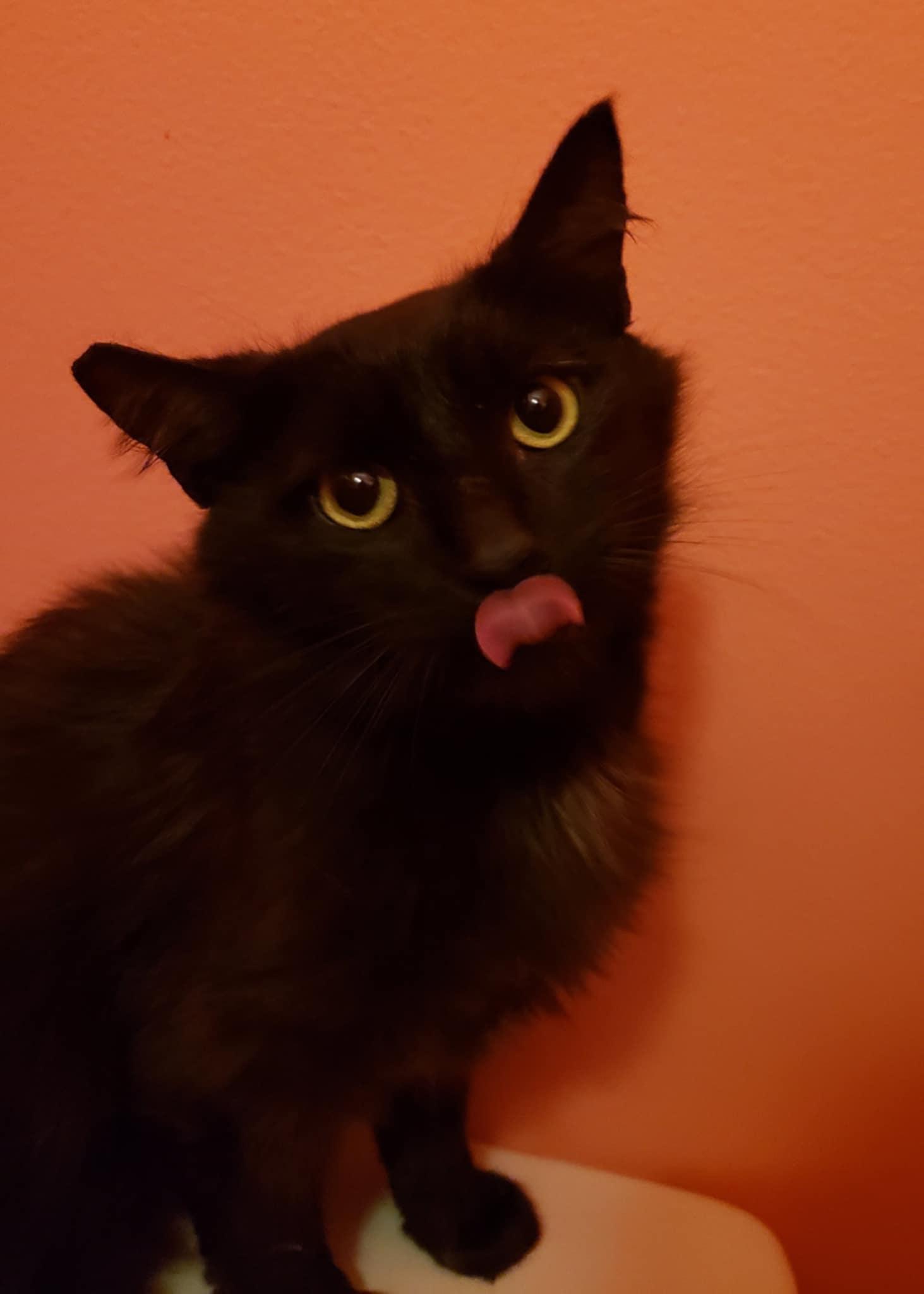 Ovin, Young Male Domestic Long Hair