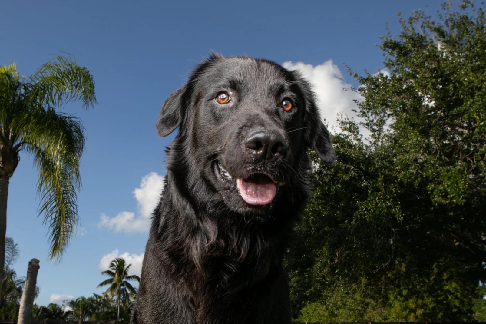 Enlarge Rocky, a Adopted Flat-Coated Retriever in Fort Lauderdale, FL image 1/1