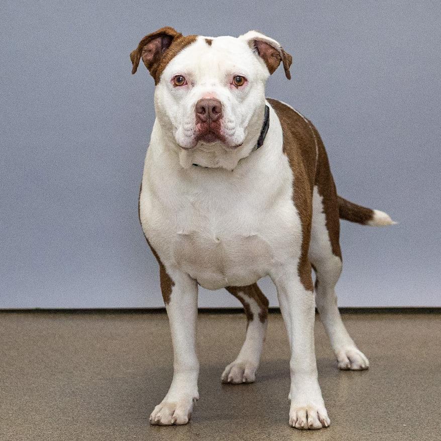 Sparrow, Adoptable, Adult Male Pit Bull Terrier.