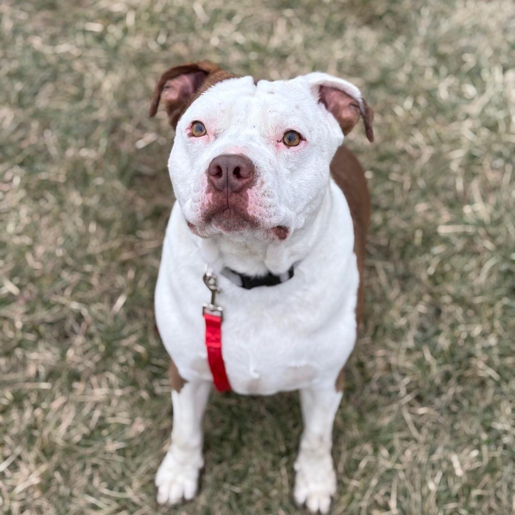 Enlarge Sparrow, a Adoptable Pit Bull Terrier in Council Bluffs, IA image 2/4