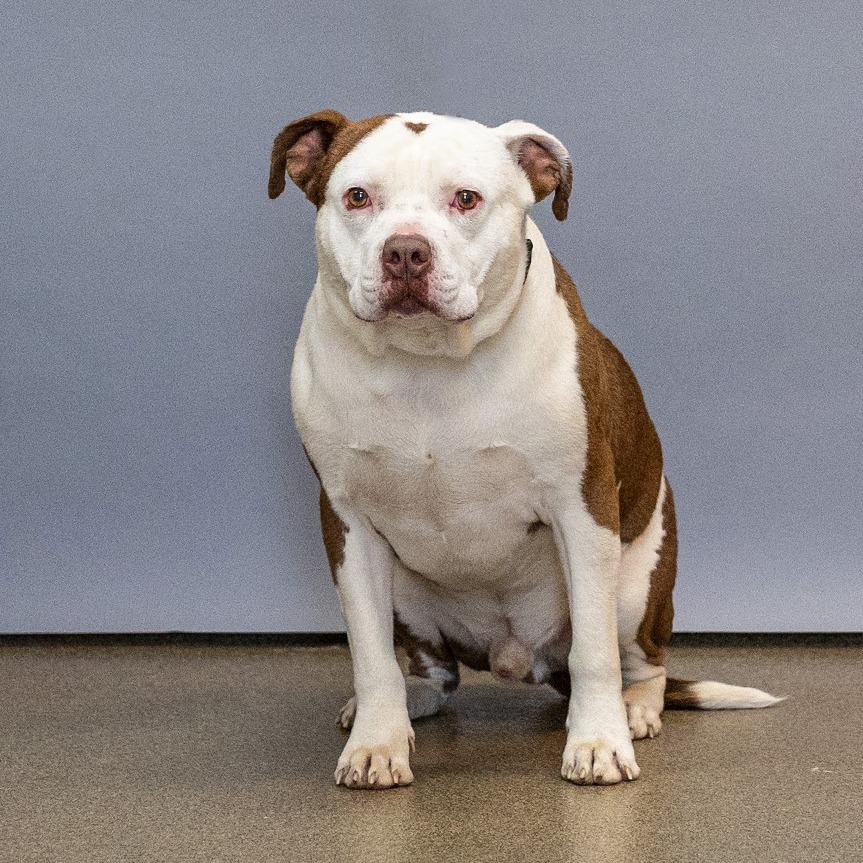 Enlarge Sparrow, a Adoptable Pit Bull Terrier in Council Bluffs, IA image 3/4