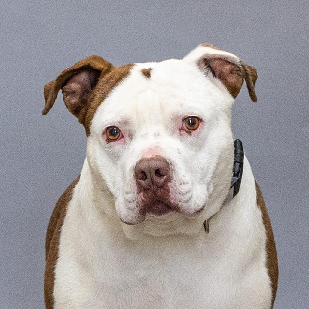 Enlarge Sparrow, a Adoptable Pit Bull Terrier in Council Bluffs, IA image 4/4