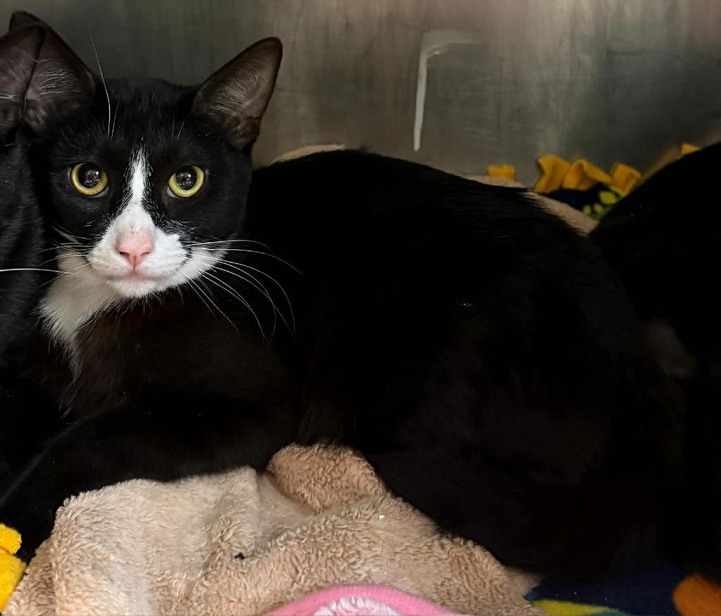 Sylvester, Adoptable, Young Male Domestic Short Hair.