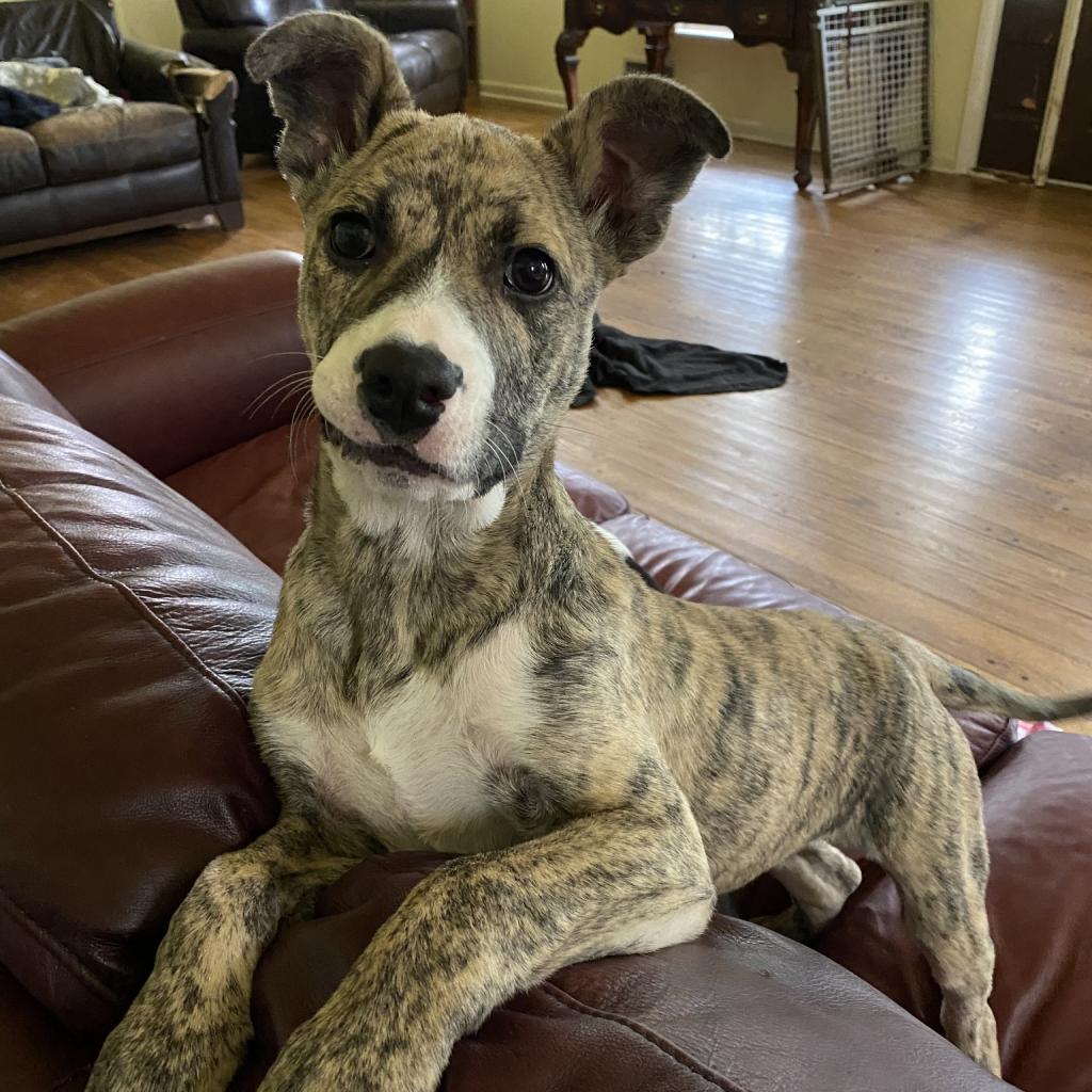 Star, Adoptable, Adult Female Dutch Shepherd & Mixed Breed.