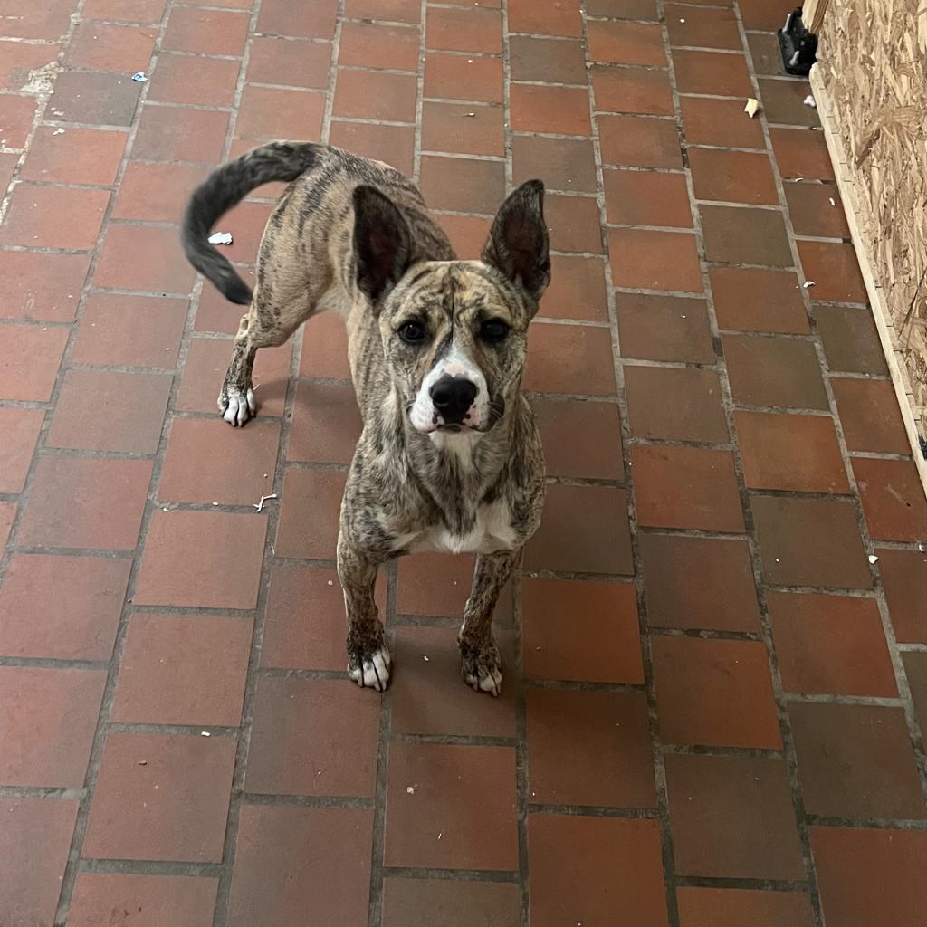 Enlarge Star, a Adoptable mixed breed in Birmingham, AL image 2/2