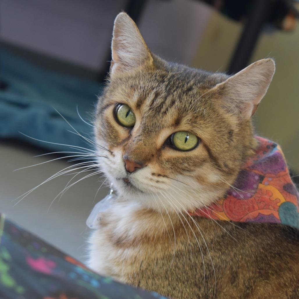 Enlarge Olivia II, a Adoptable Domestic Short Hair in Lakewood, CO image 1/6