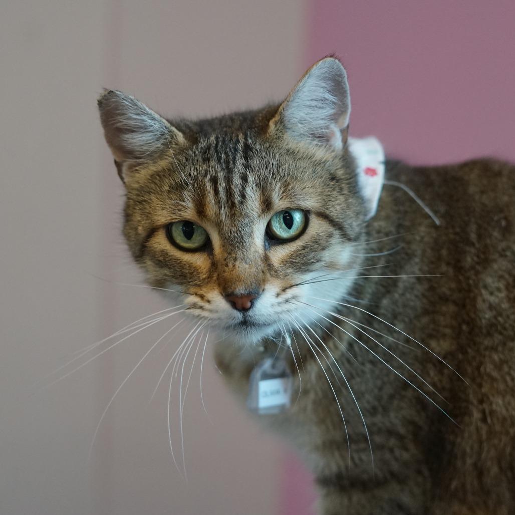 Enlarge Olivia II, a Adoptable Domestic Short Hair in Lakewood, CO image 1/6