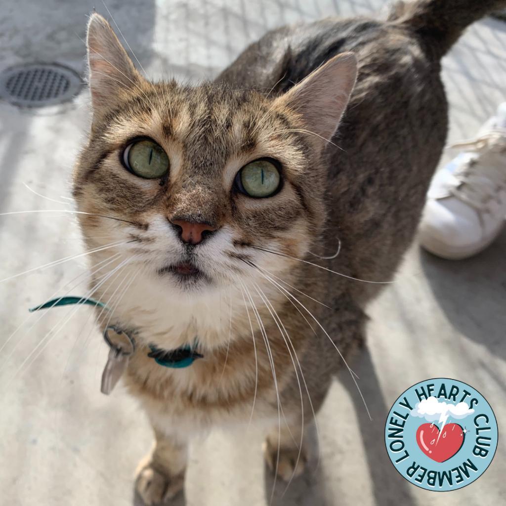 Enlarge Olivia II, a Adoptable Domestic Short Hair in Lakewood, CO image 2/6