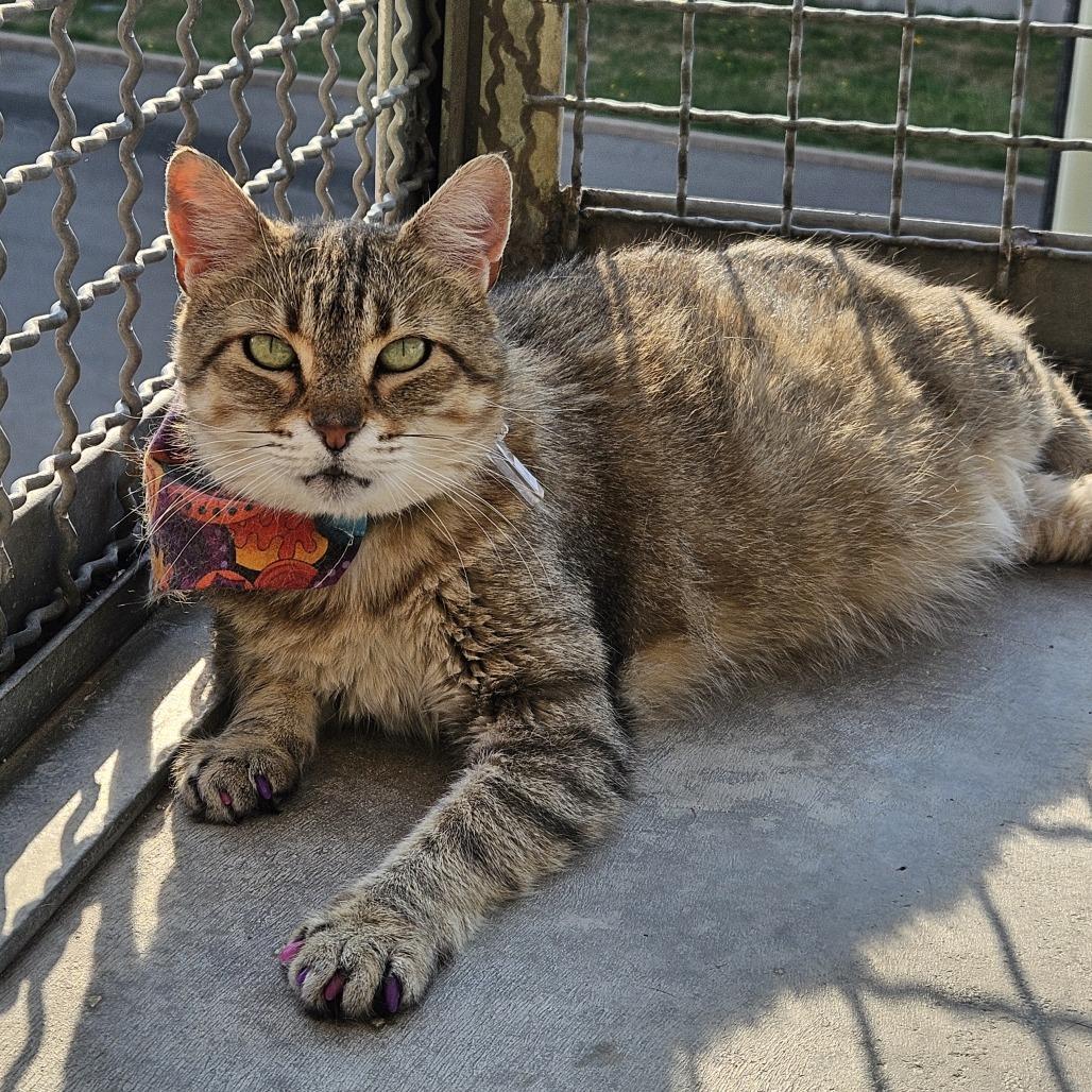 Enlarge Olivia II, a Adoptable Domestic Short Hair in Lakewood, CO image 2/6