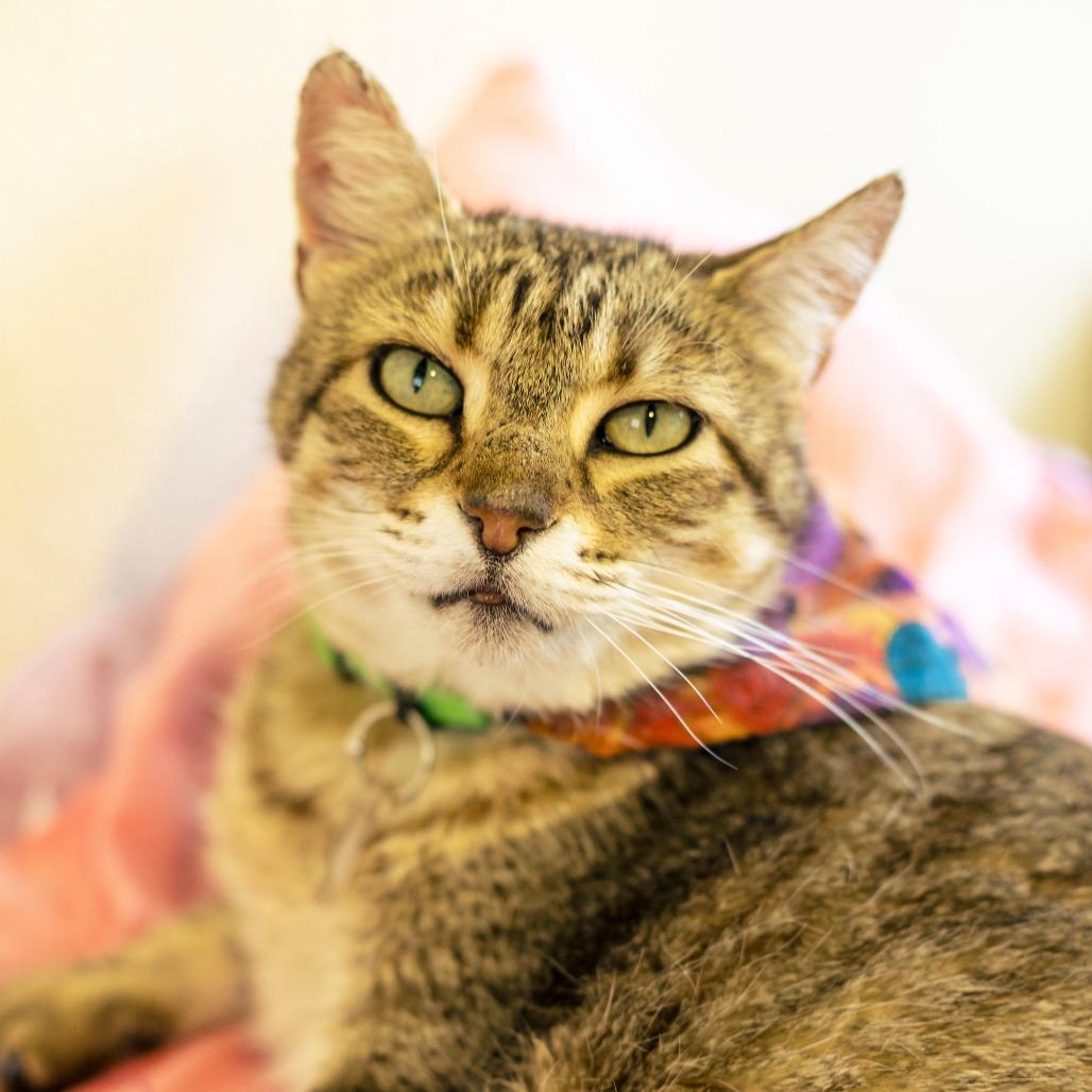 Olivia II, Adoptable, Adult Female Domestic Short Hair.