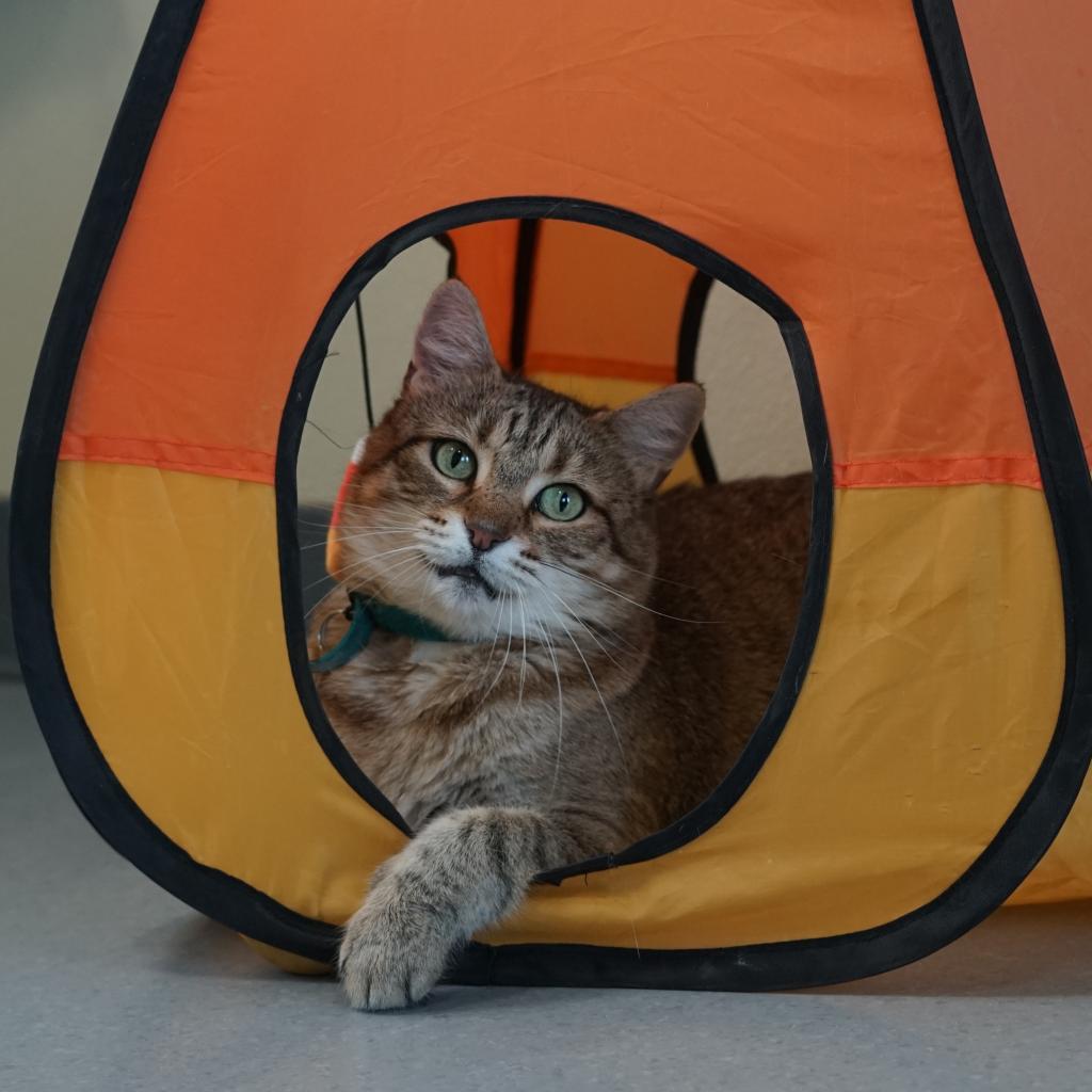 Enlarge Olivia II, a Adoptable Domestic Short Hair in Lakewood, CO image 3/6