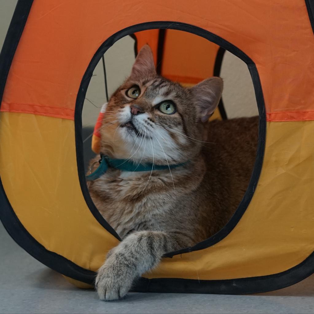 Enlarge Olivia II, a Adoptable Domestic Short Hair in Lakewood, CO image 5/6