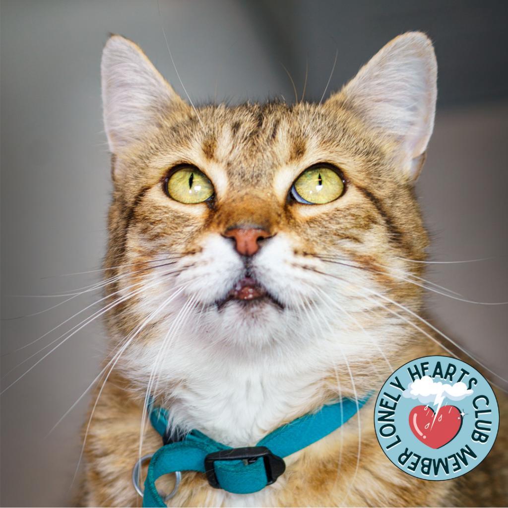 Enlarge Olivia II, a Adoptable Domestic Short Hair in Lakewood, CO image 6/6