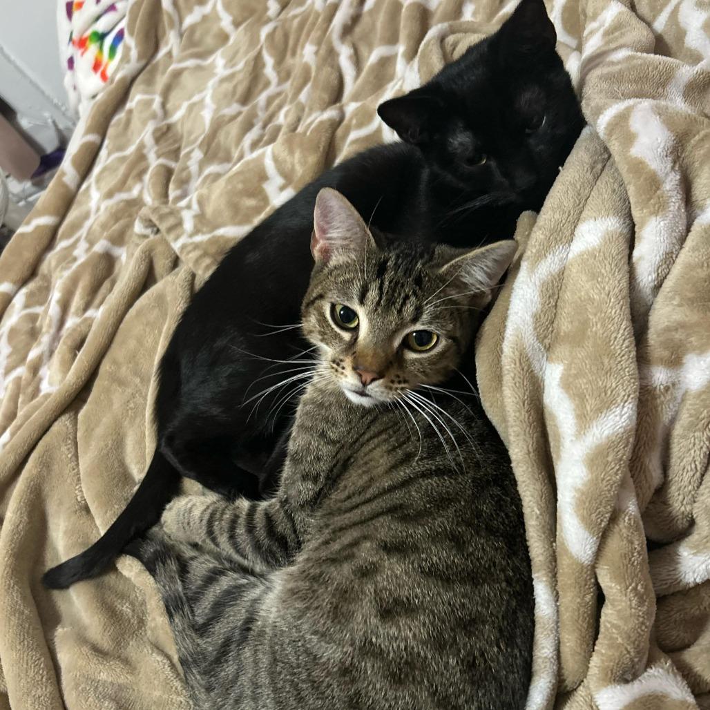 Enlarge Mustard and Ketchup, a ADOPTABLE American Shorthair in New York, NY image 6/6