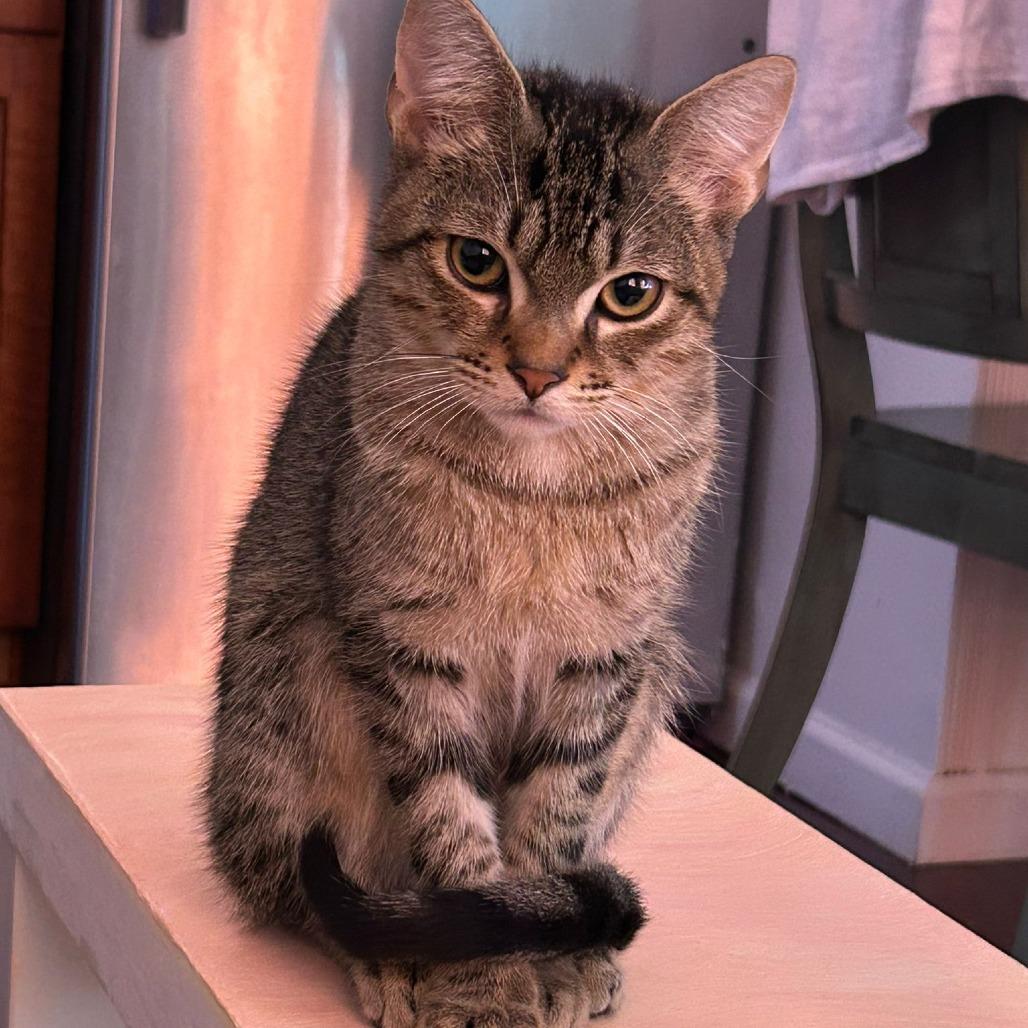 Enlarge Mustard and Ketchup, a ADOPTABLE American Shorthair in New York, NY image 4/6