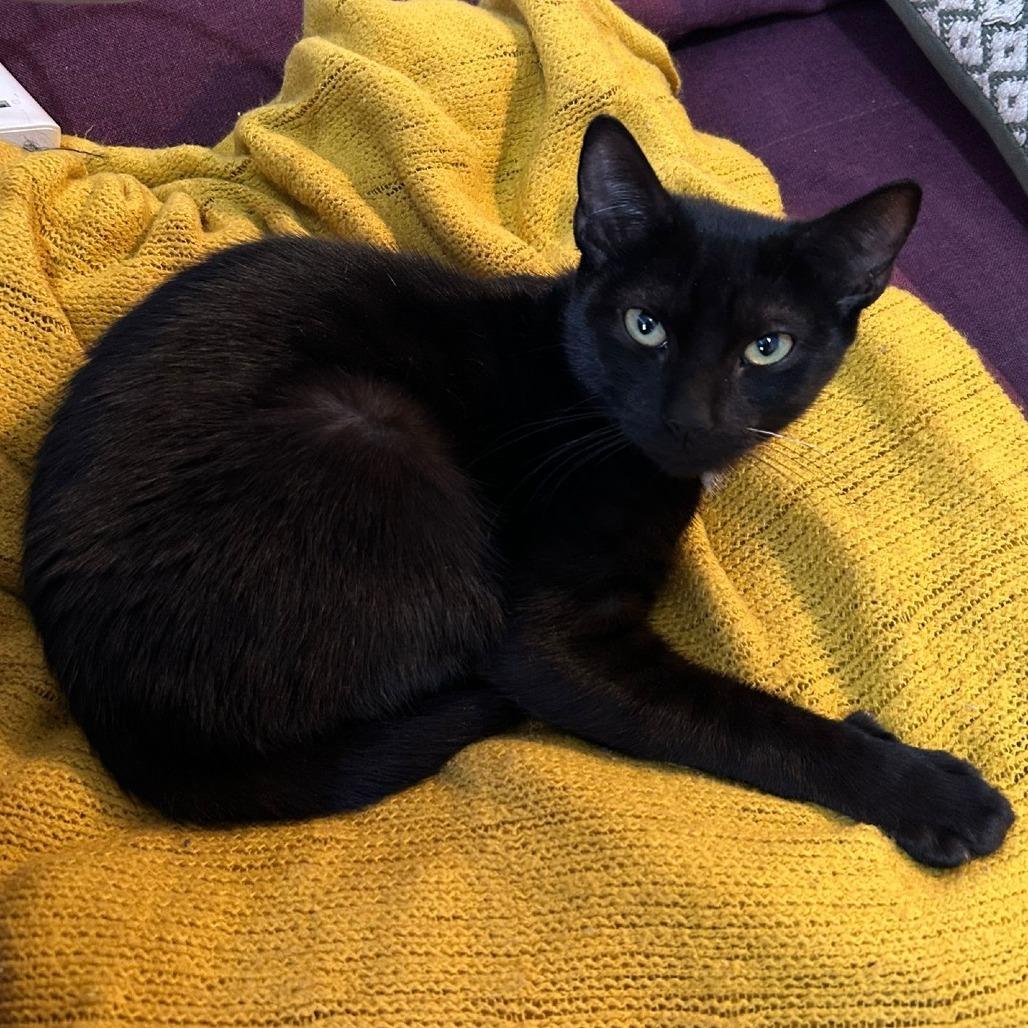 Enlarge Mustard and Ketchup, a ADOPTABLE American Shorthair in New York, NY image 2/6