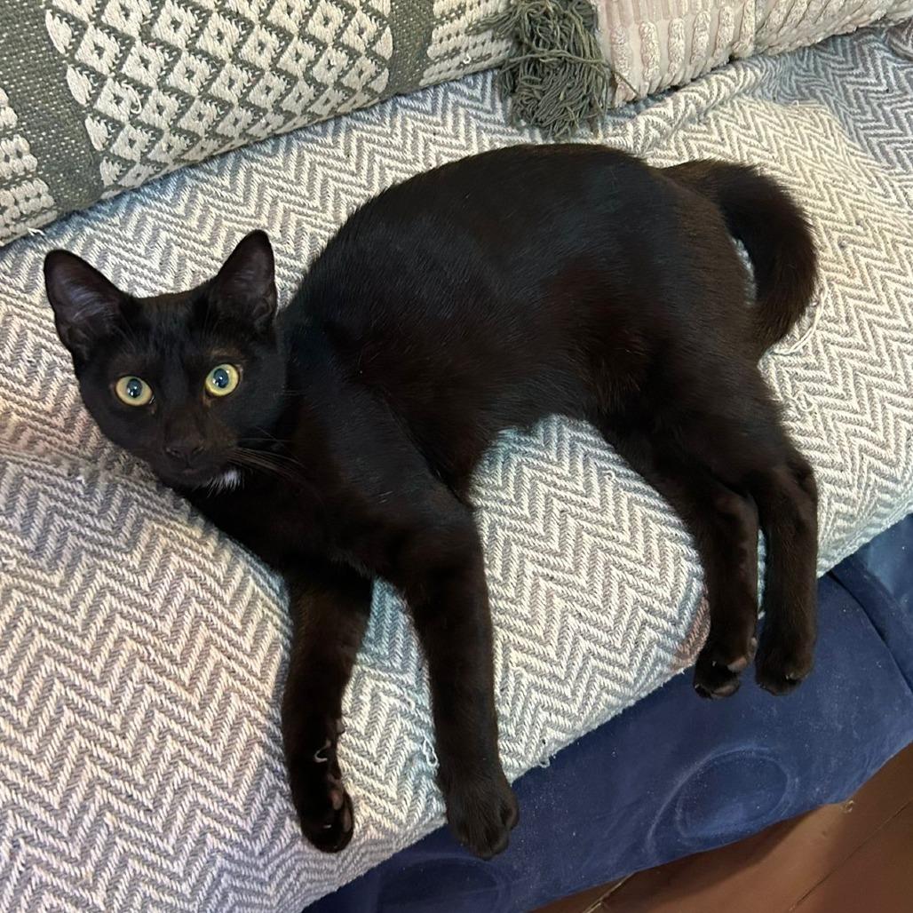 Enlarge Mustard and Ketchup, a ADOPTABLE American Shorthair in New York, NY image 5/6