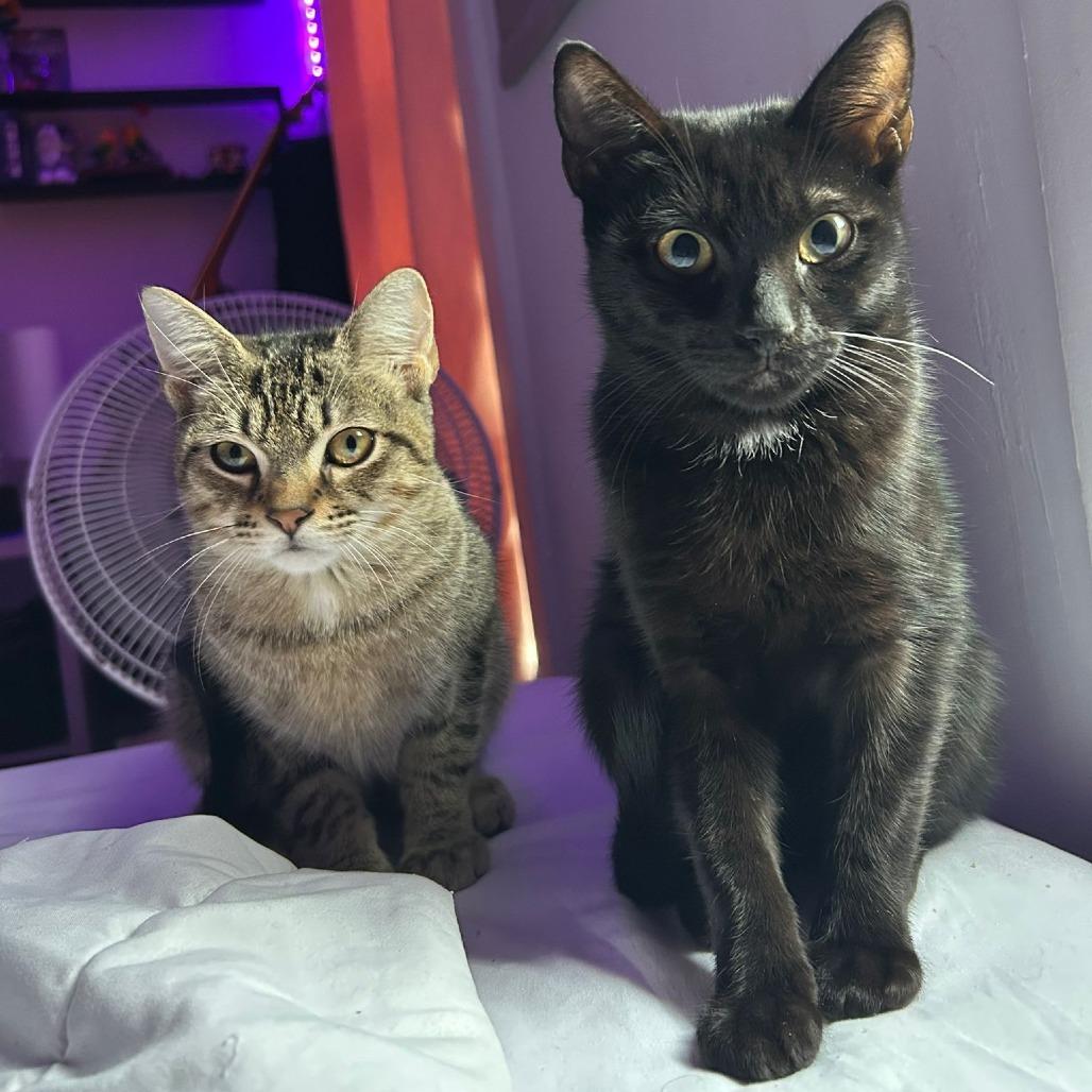 Enlarge Mustard and Ketchup, a ADOPTABLE American Shorthair in New York, NY image 1/6