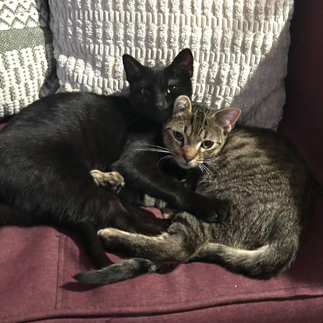 Enlarge Mustard and Ketchup, a ADOPTABLE American Shorthair in New York, NY image 3/6