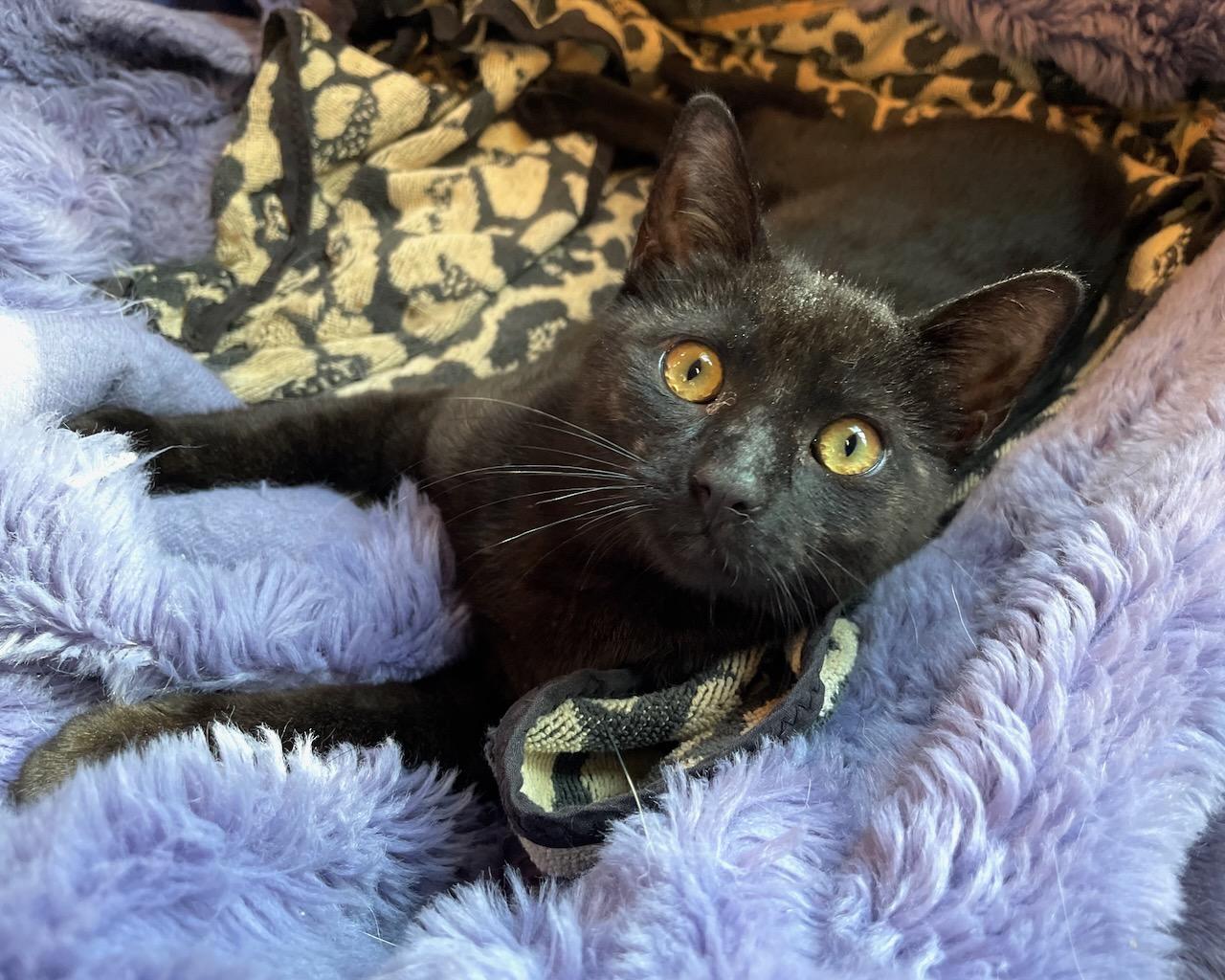 Mary (bonded with Matilda), Adopted, Young Female Domestic Short Hair.