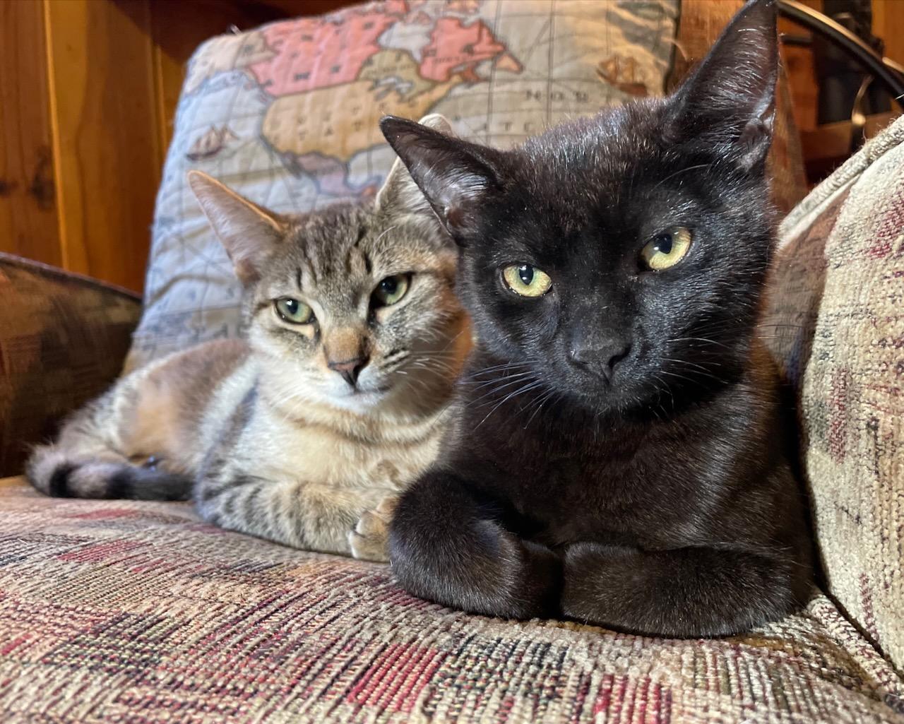 Mary (bonded with Matilda), a Adopted Domestic Short Hair in San Francisco, CA image 5/6