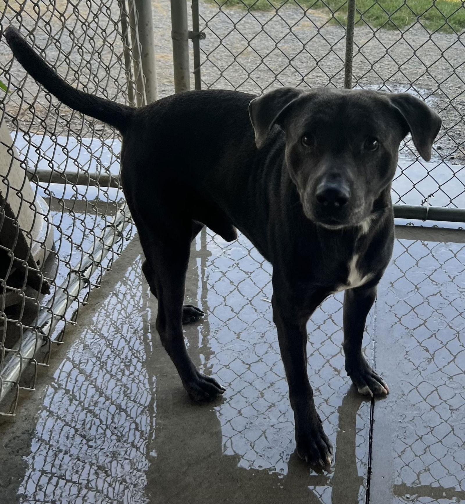 Enlarge Deekon, a Adoptable Pit Bull Terrier in Pryor, OK image 1/1