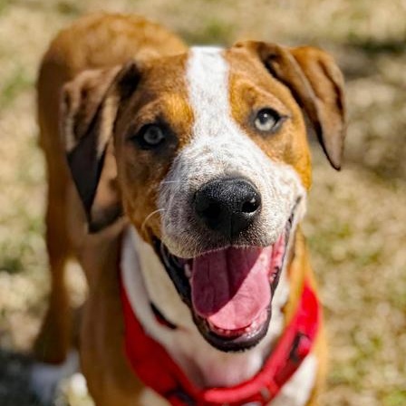 Enlarge Oates, a Adoptable mixed breed in Oklahoma City, OK image 5/5