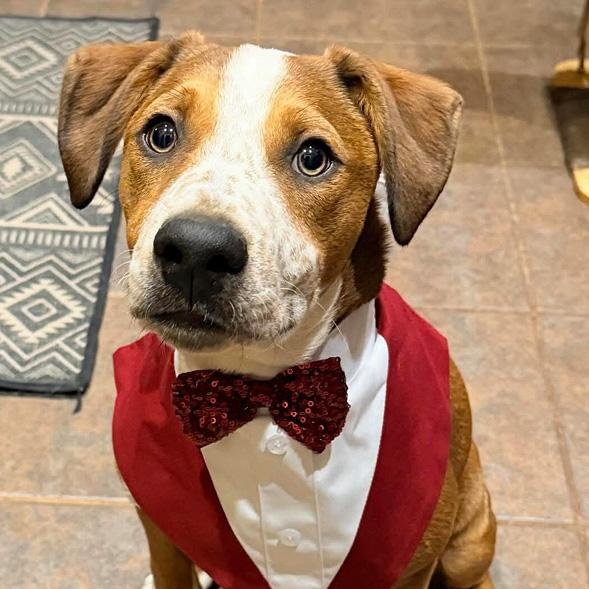 Enlarge Oates, a Adoptable mixed breed in Oklahoma City, OK image 3/5