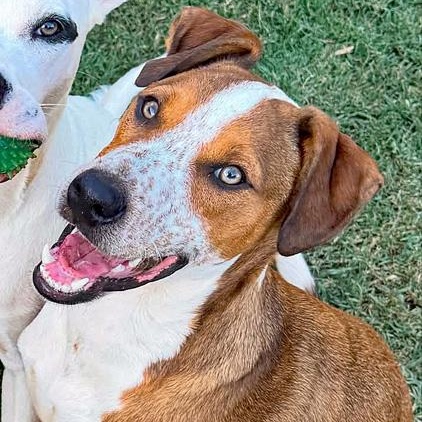 Enlarge Oates, a Adoptable mixed breed in Oklahoma City, OK image 2/5