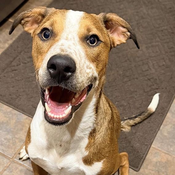 Enlarge Oates, a Adoptable mixed breed in Oklahoma City, OK image 1/5