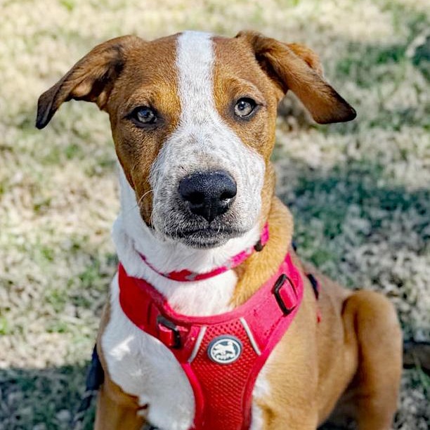 Enlarge Oates, a Adoptable mixed breed in Oklahoma City, OK image 4/5