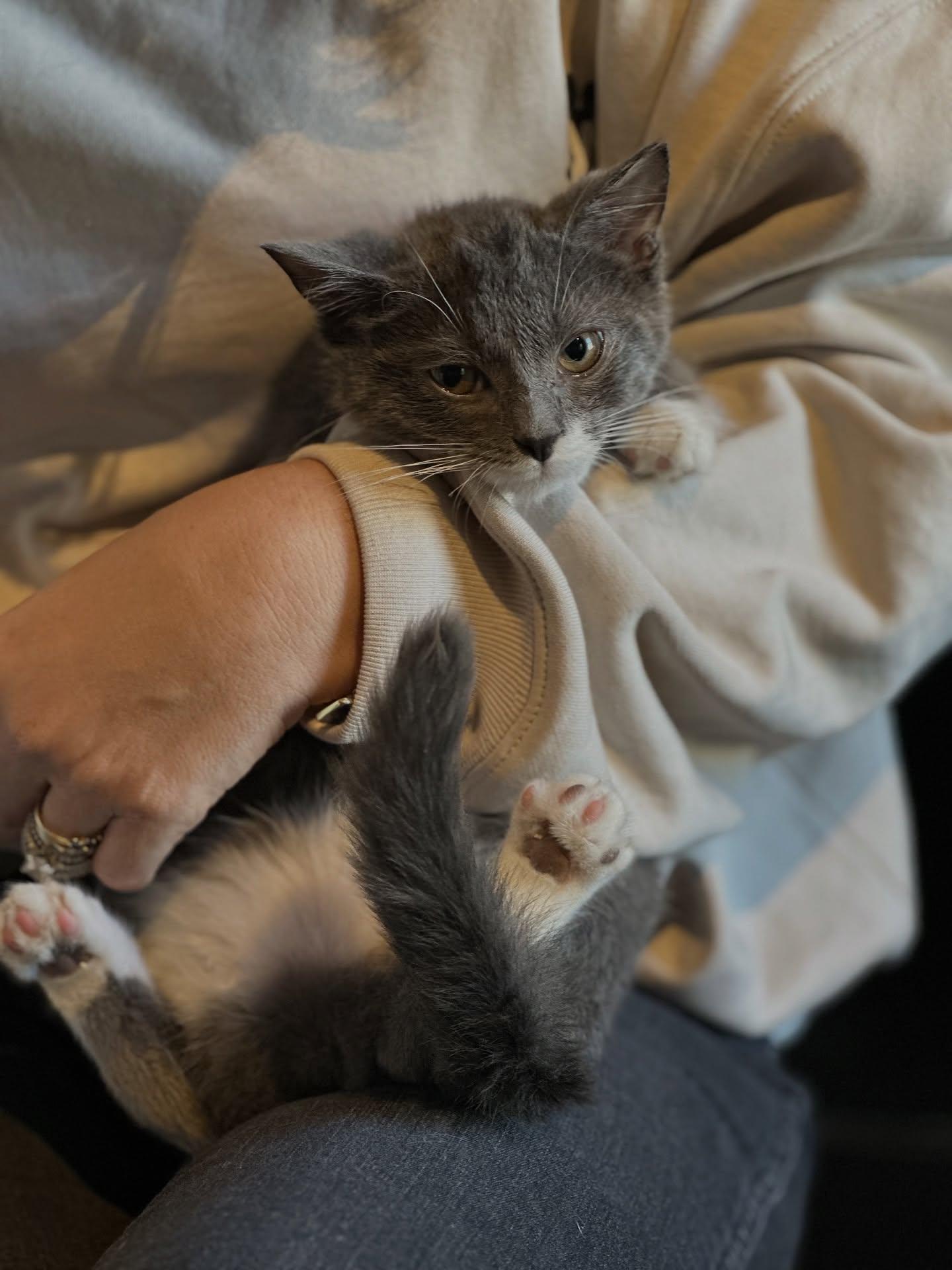 Arya (bonded with Sansa), Adoptable, Kitten Female Domestic Short Hair.