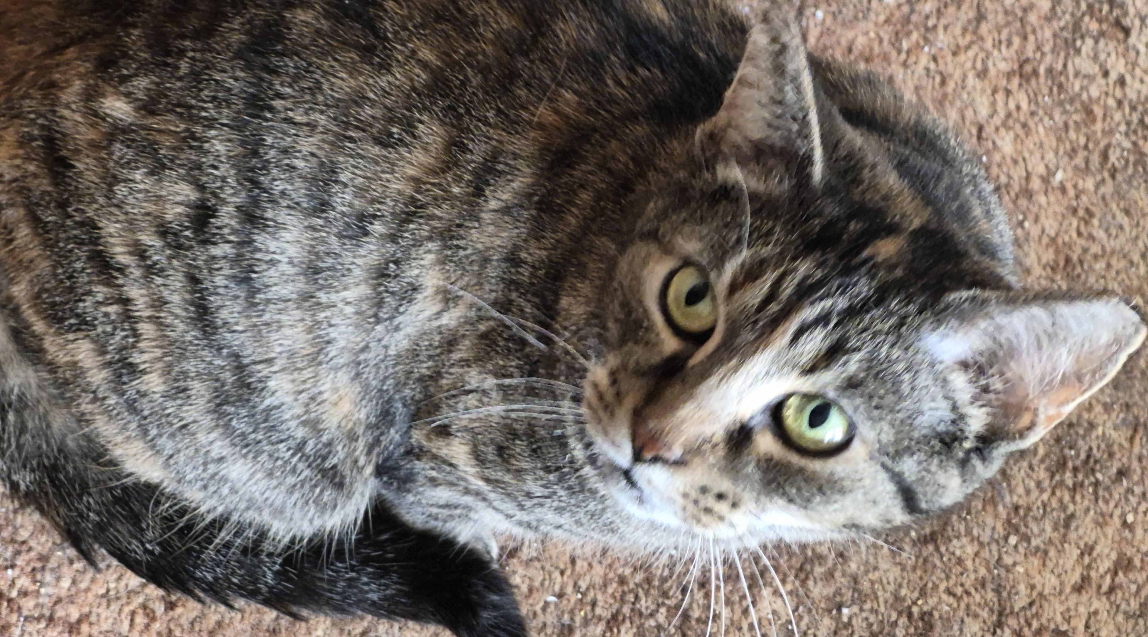 Enlarge Mabel, a ADOPTABLE mixed breed in Latham, NY image 2/6