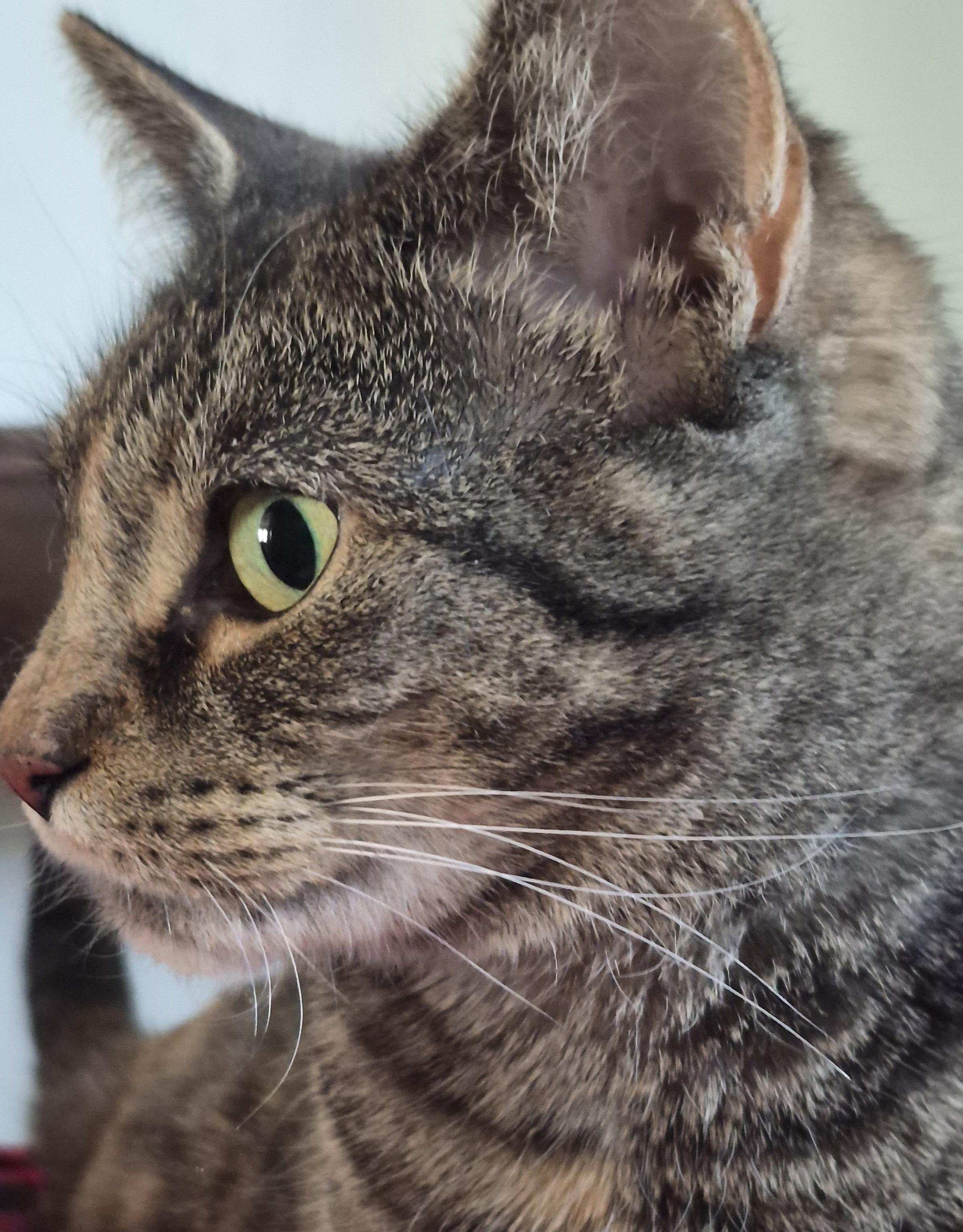 Enlarge Mabel, a ADOPTABLE mixed breed in Latham, NY image 5/6