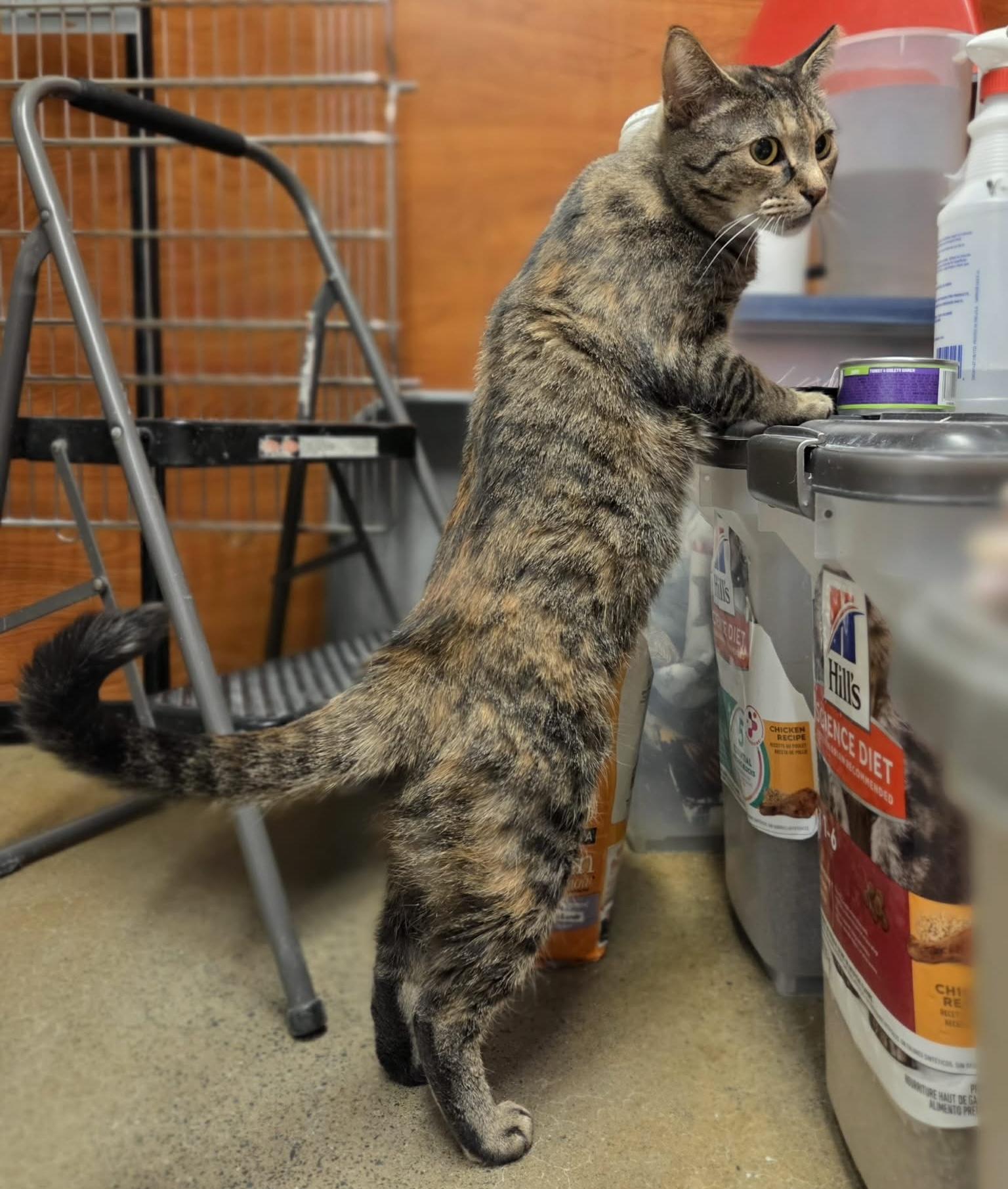 Enlarge Mabel, a ADOPTABLE mixed breed in Latham, NY image 4/6