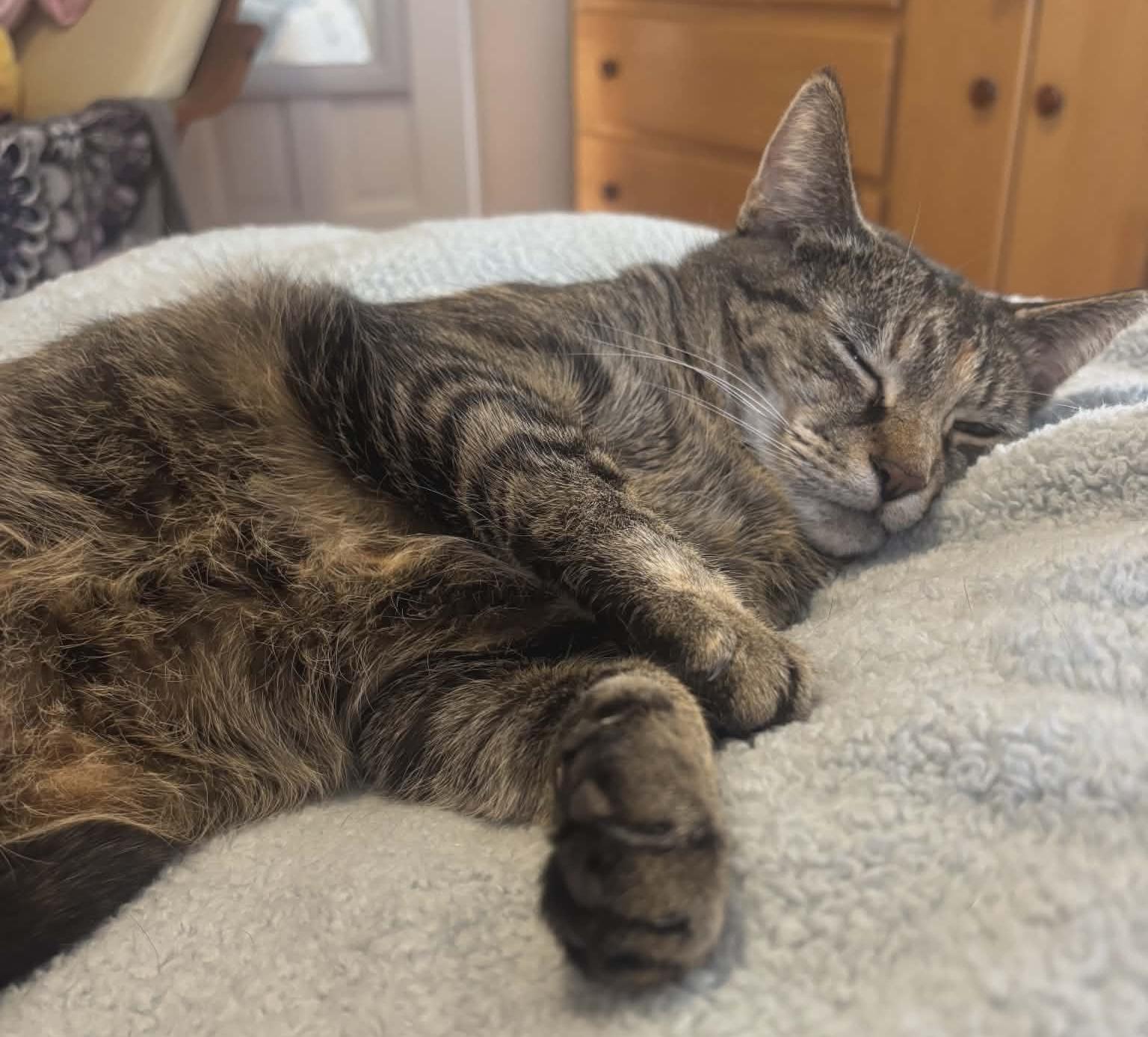 Mabel, ADOPTABLE, Adult Female Domestic Short Hair.