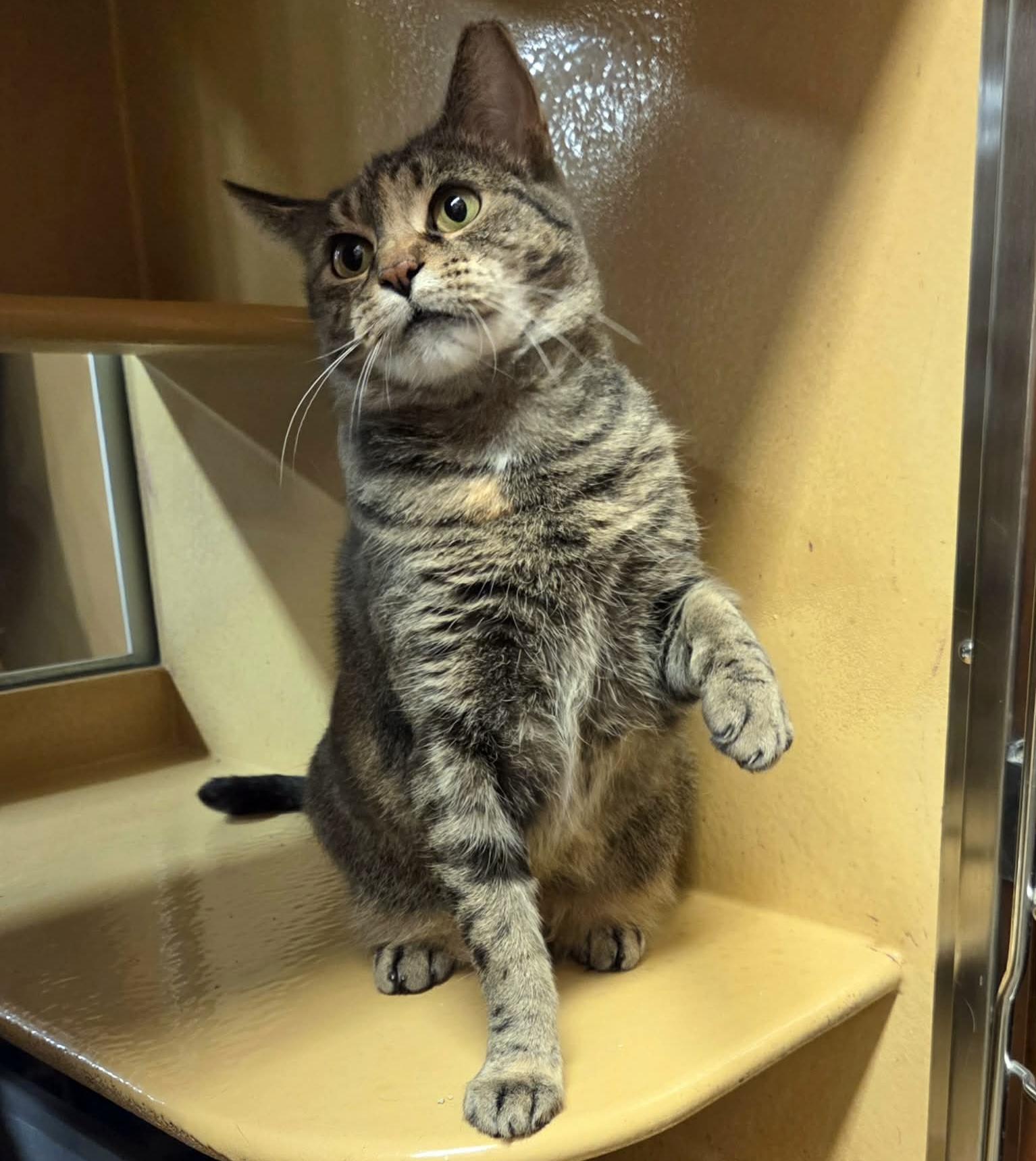 Enlarge Mabel, a ADOPTABLE mixed breed in Latham, NY image 3/6